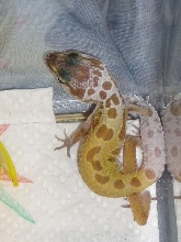 Hatchling 2