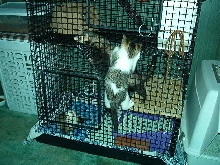Naughty kitty