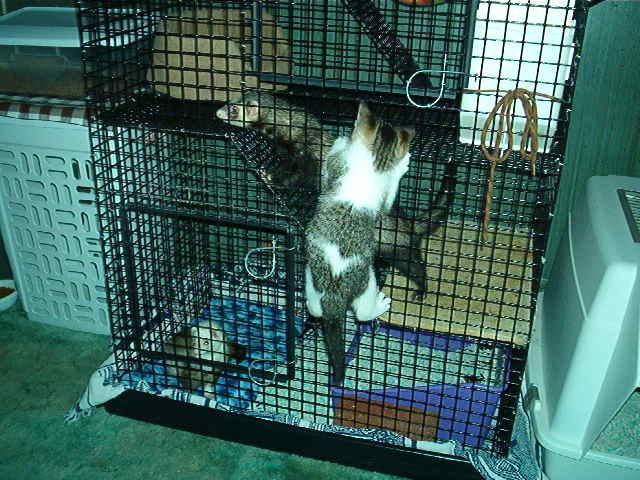 Naughty kitty