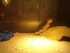 My baby Mali Uromastyx