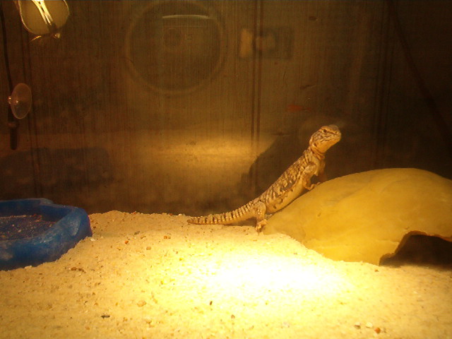 My baby Mali Uromastyx