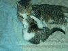 Lazy cats