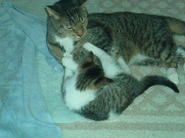 Lazy cats