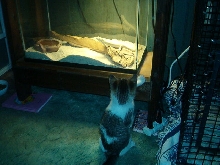 My Schneiders Skink