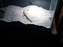 Another pic of my Schneiders Skink