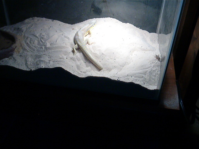 Another pic of my Schneiders Skink