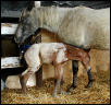New Filly!
