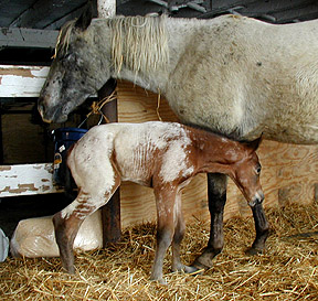 New Filly!