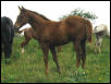 Tex