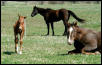 Tex and Red