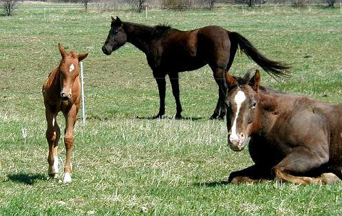 Tex and Red
