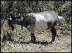 Penelope/Nelly Goat