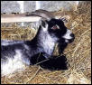 Nelly Goat