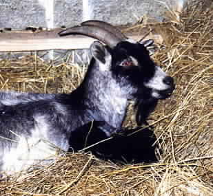 Nelly Goat