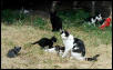 Kitty Crew