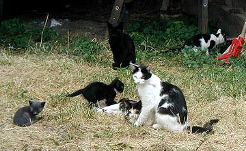 Kitty Crew