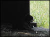 "Momma Cat"