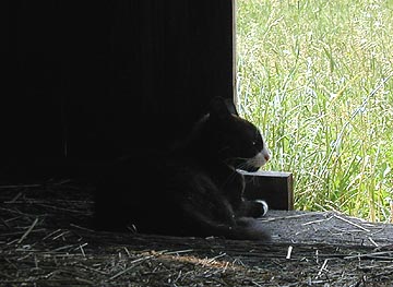 "Momma Cat"