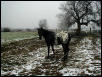 Spider in the Snow
