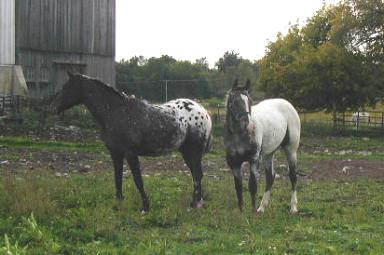Sisters