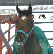 Snow kisses