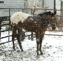 Zack in the snow
