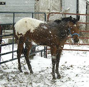 Zack in the snow