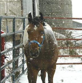 Zack in the snow