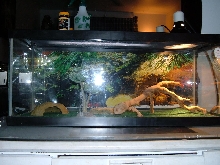 beardie tank1