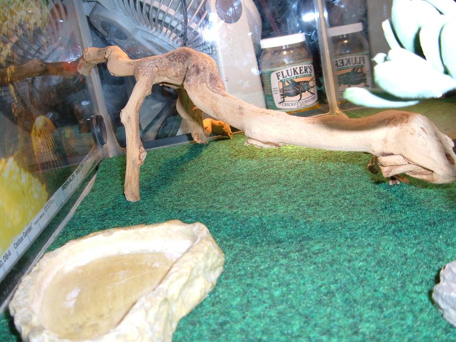 beardie tank2