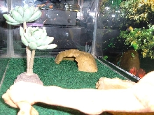 beardie tank3