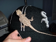 Beardie Sox fan
