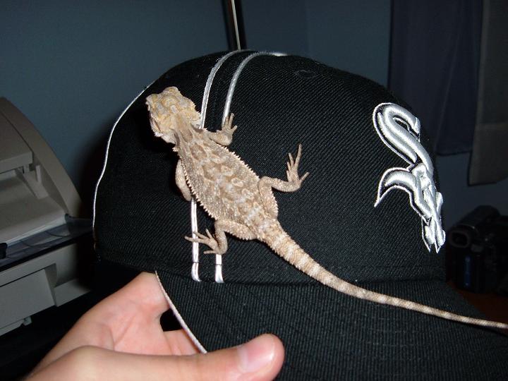 Beardie Sox fan