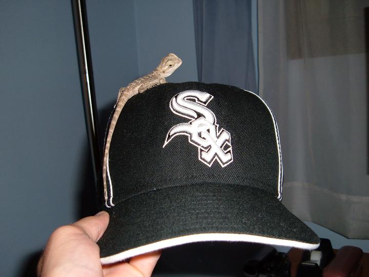 Beardie Sox fan 2