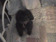 Shadow