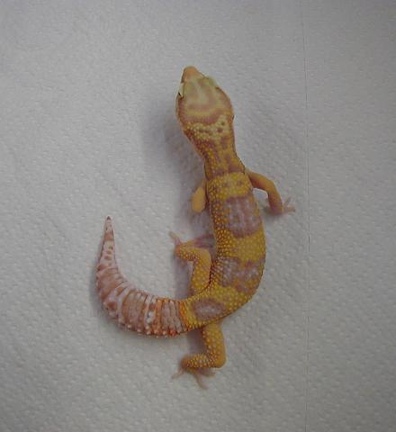 LV albino male - 7 mo.