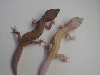twins