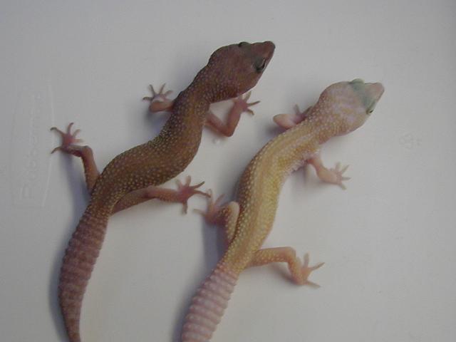 twins