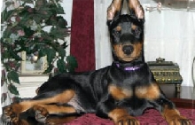 Duncan (breeder photo before sale)