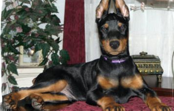 Duncan (breeder photo before sale)