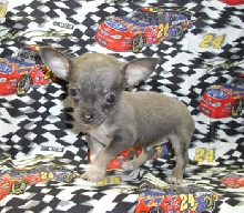 Rocco at 12 weeks