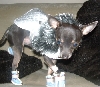 Boo in Boots