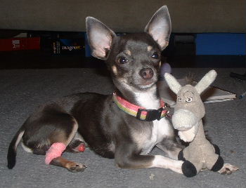 Rocco and Donkey