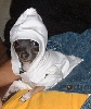 Rocco in the Hood