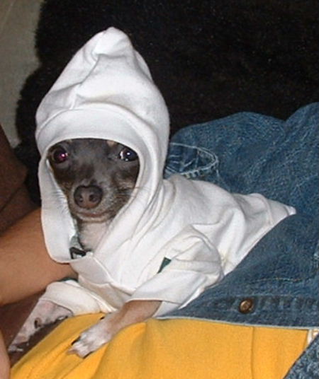 Rocco in the Hood