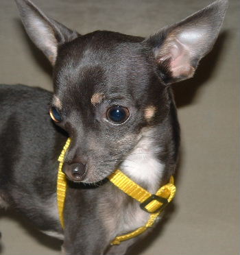 New Harness
