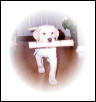Our puppy