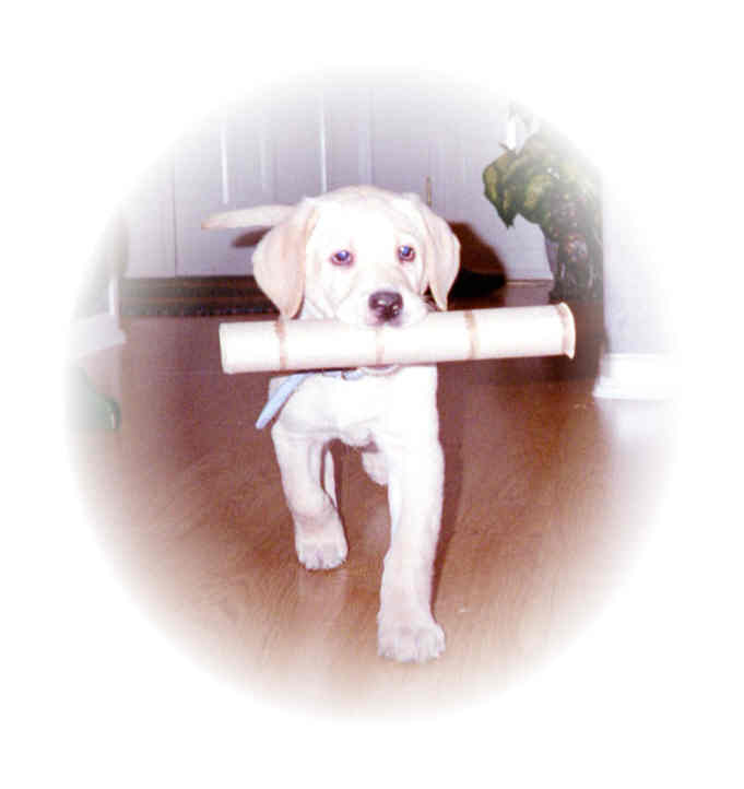 Our puppy