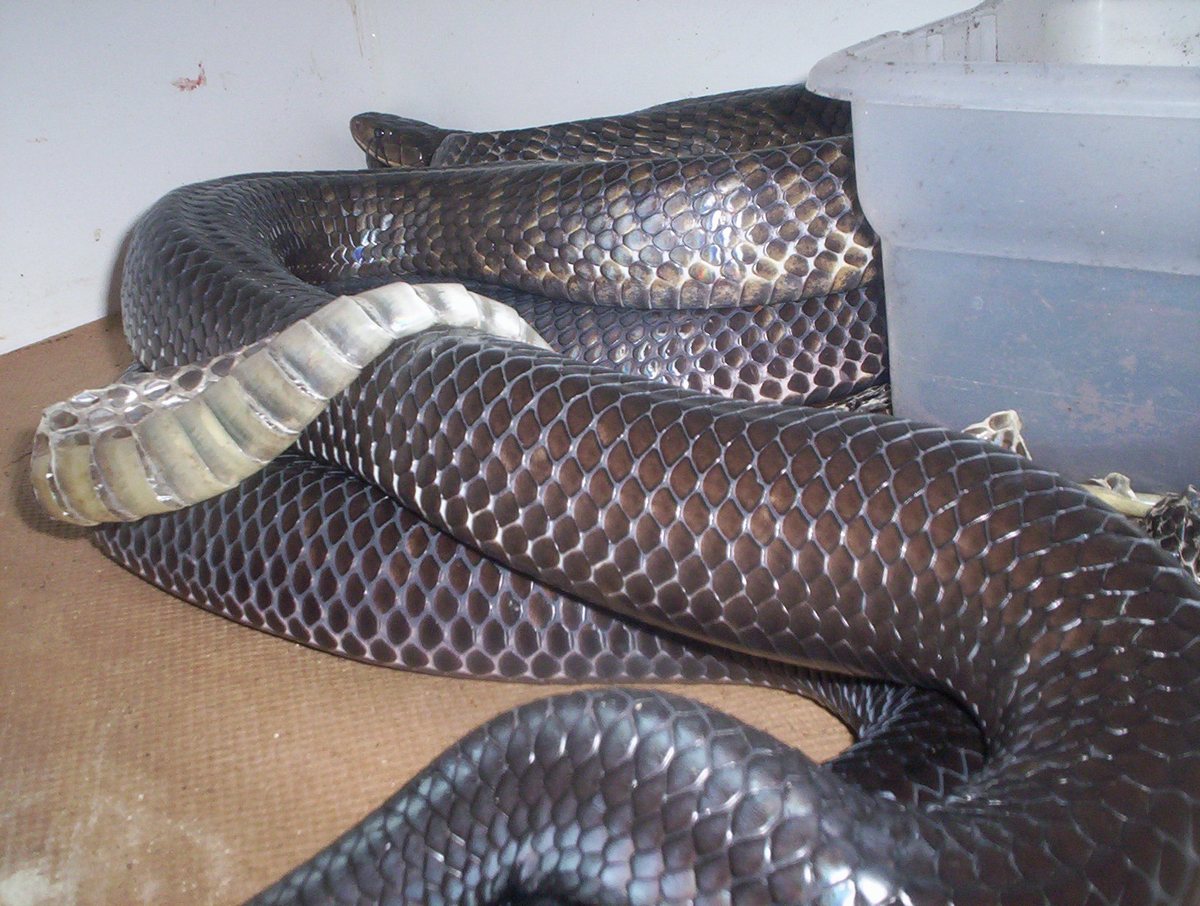 Erebennus mating...full body shot
