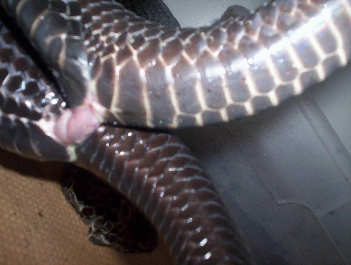 Texans mating..close up